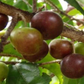 Governor’s Plum (Flacourtia rukam)