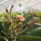Loquat 'Christmas' (Eriobotrya japonica)