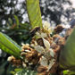 Loquat 'Christmas' (Eriobotrya japonica)