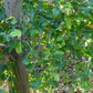 Passiflora Suberosa (Corky Stem Passion Fruit)