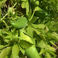Caigua (Cyclanthera pedata)