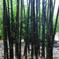 Bamboo 'Black Asper' (Bambusa lako)