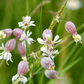 Sculpit (Silene inflata)