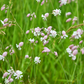 Sculpit (Silene inflata)
