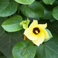 Sea Hibiscus (Hibiscus tiliaceus)