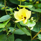 Sea Hibiscus (Hibiscus tiliaceus)