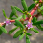 Sea Purslane (sesuvium portulacastrum)