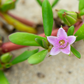Sea Purslane (sesuvium portulacastrum)