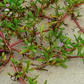 Sea Purslane (sesuvium portulacastrum)