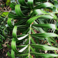 Seashore Palm (Allagoptera arenaria)