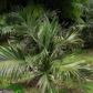 Seashore Palm (Allagoptera arenaria)