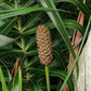 Seashore Palm (Allagoptera arenaria)