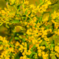 Seaside Goldenrod (Solidago sempervirens)