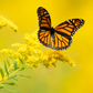 Seaside Goldenrod (Solidago sempervirens)