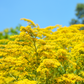 Seaside Goldenrod (Solidago sempervirens)