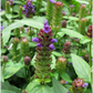 Self Heal Herb (Prunella vulgaris)