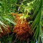Senegal Date (Phoenix reclinata)
