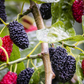 Mulberry 'Shangri La' (Morus alba x rubra)