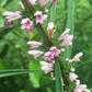 Siberian Motherwort (Leonurus sibiricus)