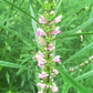 Siberian Motherwort (Leonurus sibiricus)
