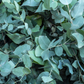 Silver Dollar Eucalyptus (Eucalyptus cinerea)