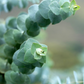 Silver Dollar Eucalyptus (Eucalyptus cinerea)