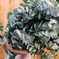 Silver Dollar Eucalyptus (Eucalyptus cinerea)