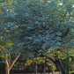 Silver Dollar Eucalyptus (Eucalyptus cinerea)