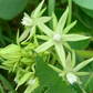 Sky Squash (Morrenia odorata)