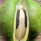Sky Squash (Morrenia odorata)