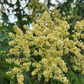 Soapberry (Sapindus saponaria var. drummondii)