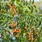 Soapberry (Sapindus saponaria var. drummondii)