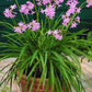 Society Garlic (Tulbaghia violacea)