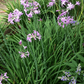 Society Garlic (Tulbaghia violacea)
