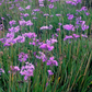 Society Garlic (Tulbaghia violacea)