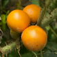 Lulo, Naranjilla (Solanum quitoense)