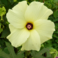 Sea Salad Hibiscus Tree (Abelmoschus manihot)