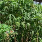 Sea Salad Hibiscus Tree (Abelmoschus manihot)