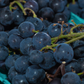Grape 'Southern Home' (Vitis rotundifolia x Vitis vinifera)