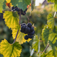 Grape 'Southern Home' (Vitis rotundifolia x Vitis vinifera)