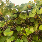 Grape 'Southern Home' (Vitis rotundifolia x Vitis vinifera)