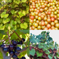 Southern Muscadine Grape Bundle: Carlos + Alachua +Southern Home'