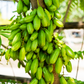 Bilimbi (Averrhoa bilimbi)
