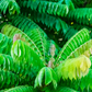 Bilimbi (Averrhoa bilimbi)