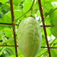 Giant Granadilla (Passiflora quadrangularis L.)