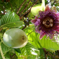 Giant Granadilla (Passiflora quadrangularis L.)