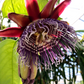 Giant Granadilla (Passiflora quadrangularis L.)