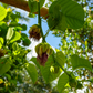 Giant Granadilla (Passiflora quadrangularis L.)