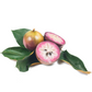 Purple Caimito, Star Apple (Chrysophyllum cainito)
