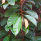Purple Caimito, Star Apple (Chrysophyllum cainito)